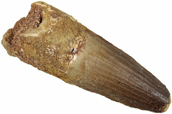 Fossil Spinosaurus Tooth - Real Dinosaur Tooth #234302